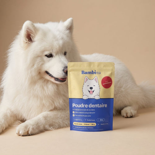 Chien qui mange sa gamelle avec la poudre dentaire Bambinu